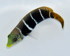 Hemigymnus fasciatus