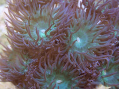 Duncanopsammia axifuga (7 polyps)