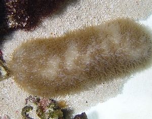 Polyphyllia talpina