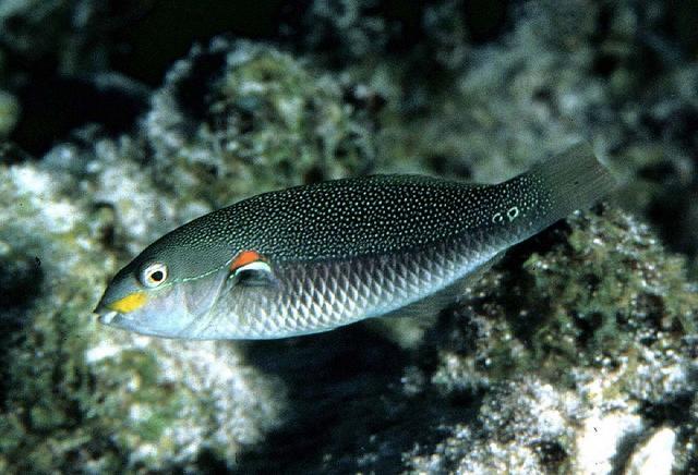 Stethojulis bandanensis (female)