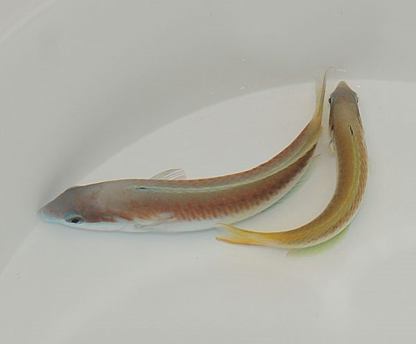 Thalassoma genivittatum