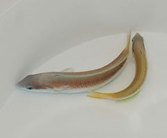 Thalassoma genivittatum