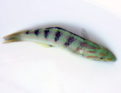 Thalassoma hardwicke