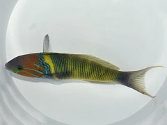 Thalassoma hebraicum