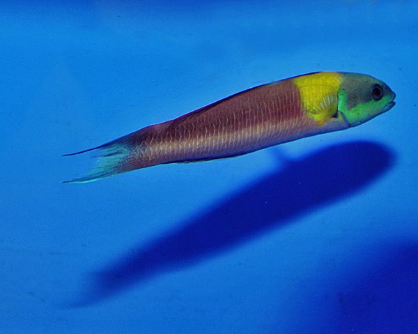 Thalassoma lucasanum (male)