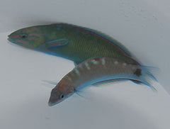 Thalassoma lunare