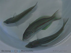 Thalassoma rueppellii