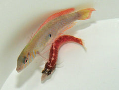 Xyrichthys splendens (pair)