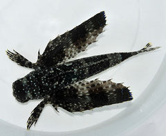 Dactylopterus volitans