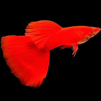 Guppy full red albino M ECO