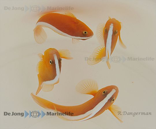 Amphiprion sandaracinos