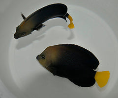 Chaetodontoplus caeruleopunctatus