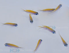 Chromis insolata