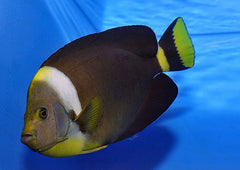 Chaetodontoplus personifer (male)