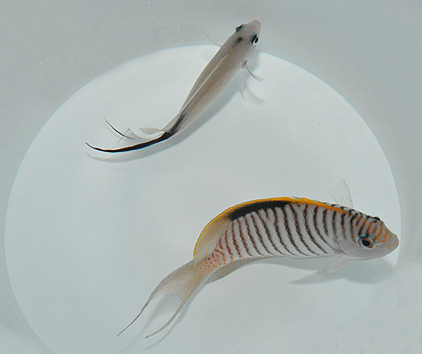 Genicanthus caudovittatus (pair)