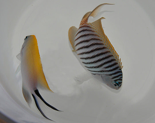 Genicanthus melanospilos (pair)