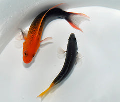 Pseudochromis steenei (female)