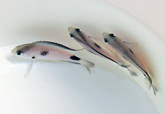 Pomacentrus vatosoa