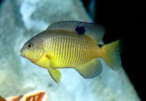 Stegastes variabilis