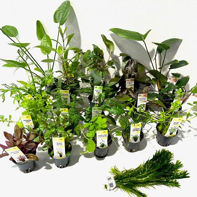 Plantenpakket Assortiment 128 st.