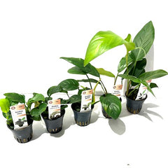 Plantenpakket Anubias 4x5 st.