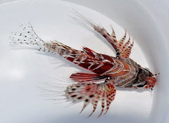 Pterois mombasae