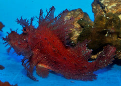 Rhinopias frondosa (Red)