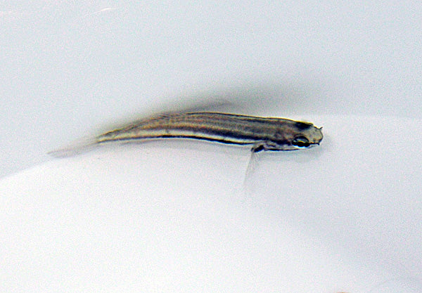 Amblygobius linki - T.B.