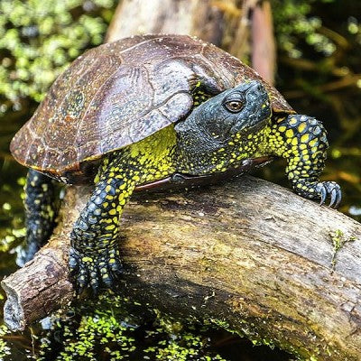 European pond turtle