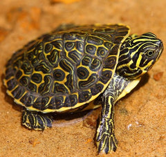 Florida River Cooter