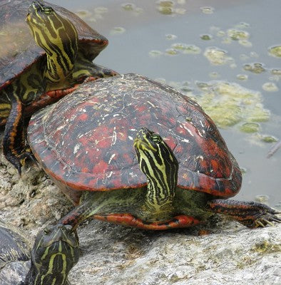 Red Bellied Turtle