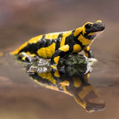 Fire salamander