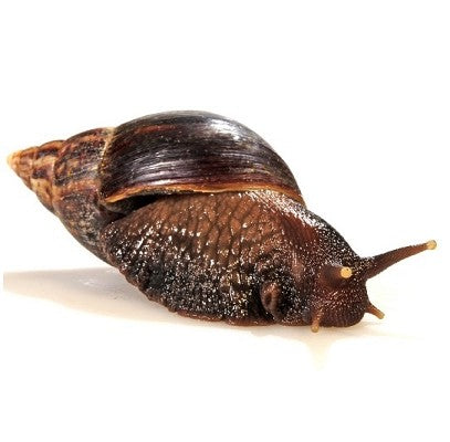 Giant snail  S