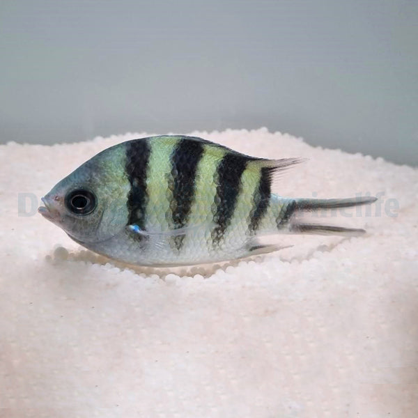 Abudefduf sexfasciatus