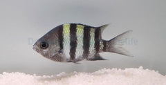 Abudefduf vaigiensis (Indo-Pacific)