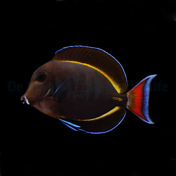 Acanthurus achilles X nigricans (Hybrid)