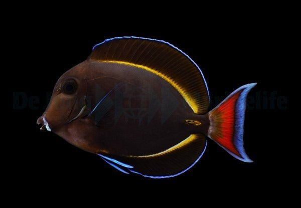 Acanthurus achilles X nigricans (Hybrid)