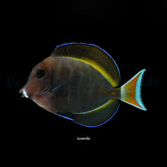 Acanthurus achilles X nigricans (Hybrid)