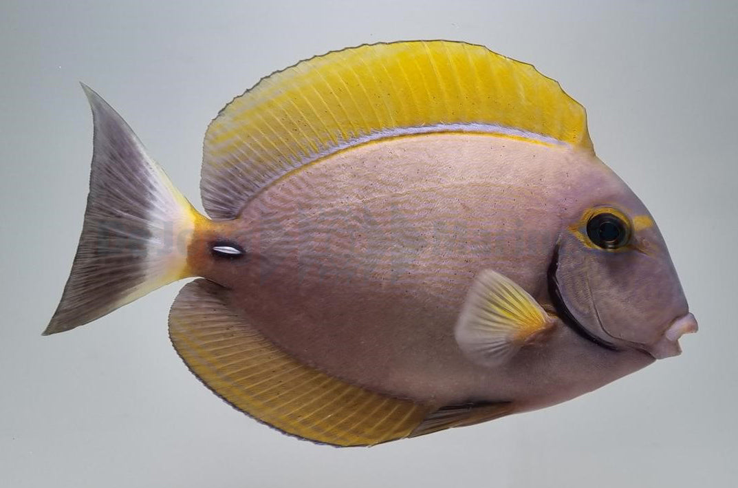 Acanthurus dussumieri