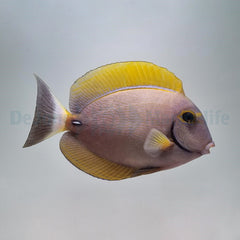 Acanthurus dussumieri