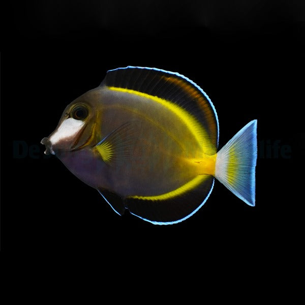 Acanthurus japonicus