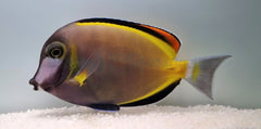 Acanthurus japonicus