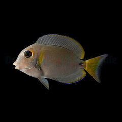 Acanthurus leucocheilus