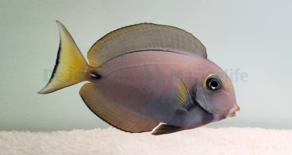 Acanthurus leucocheilus