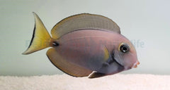 Acanthurus leucocheilus