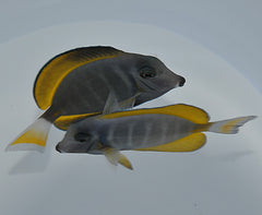 Acanthurus leucosternon X nigricans (Hybrid)