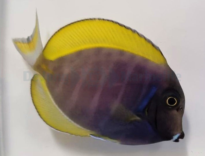 Acanthurus leucosternon X nigricans (Hybrid)