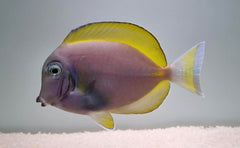 Acanthurus leucosternon X nigricans (Hybrid)