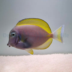 Acanthurus leucosternon X nigricans (Hybrid)