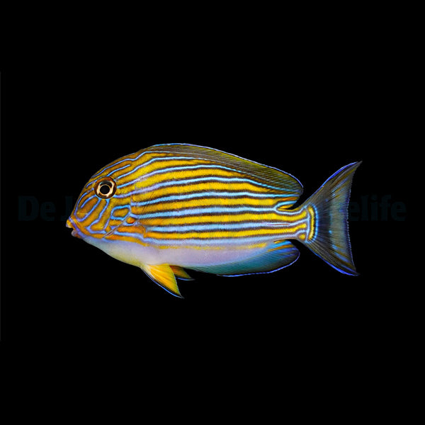 Acanthurus lineatus